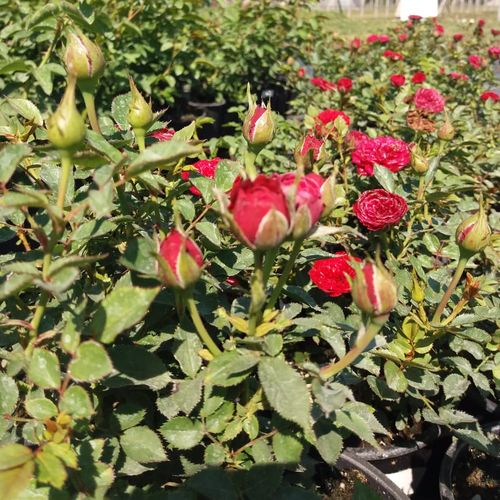 Rojo brillante - Árbol de Rosas Floribunda - rosal de pie alto- forma de corona tupida